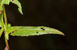 Fringed willowherb